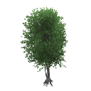 Icon128_Tree